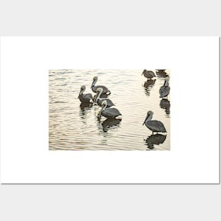 Group of Brown Pelicans Posters and Art